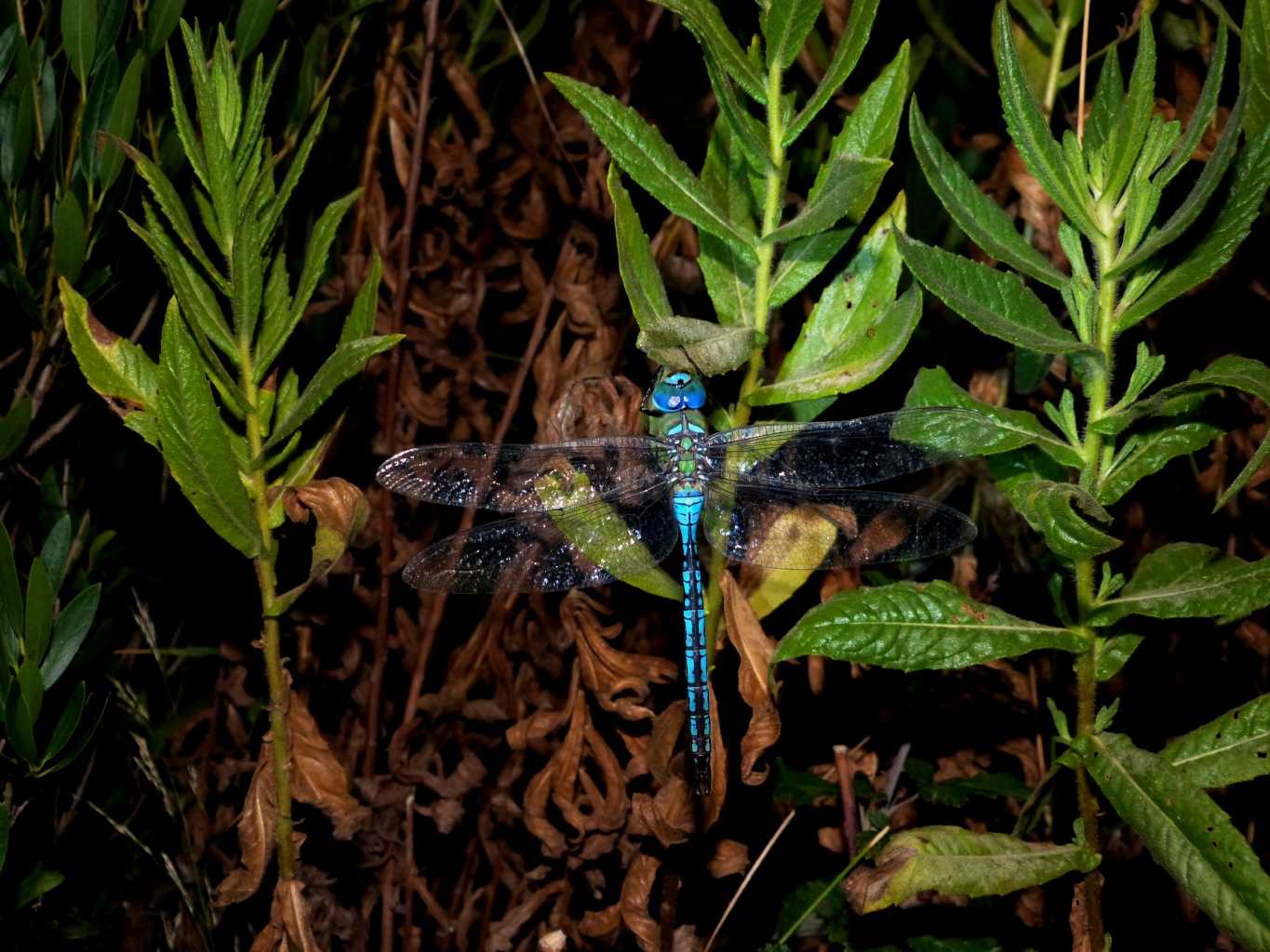 Anax imperator e Sympetrum sp. addormentati